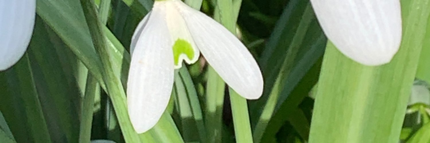 warleylass's profile banner image