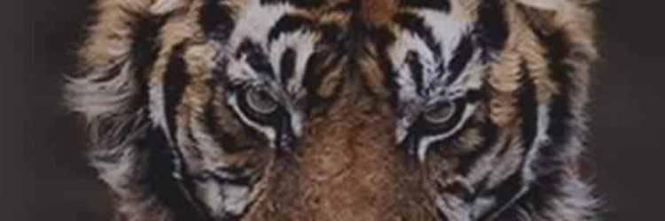 lenindiaz11's profile banner image