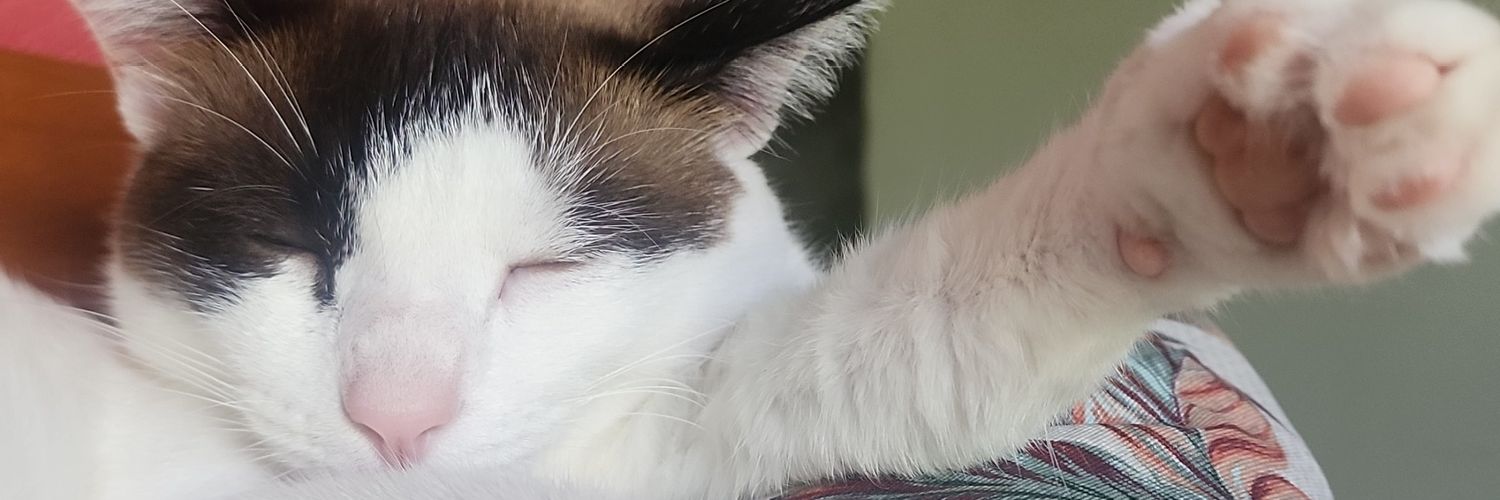 luludabumerang's profile banner image