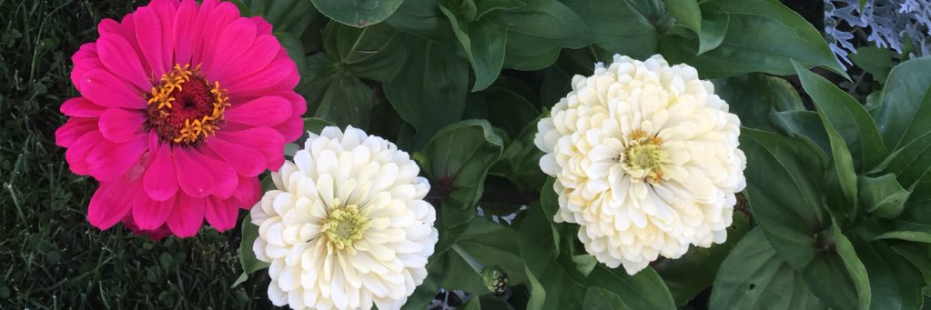 Catherine Frost banner