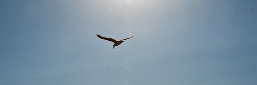 echoseeker104's profile banner image