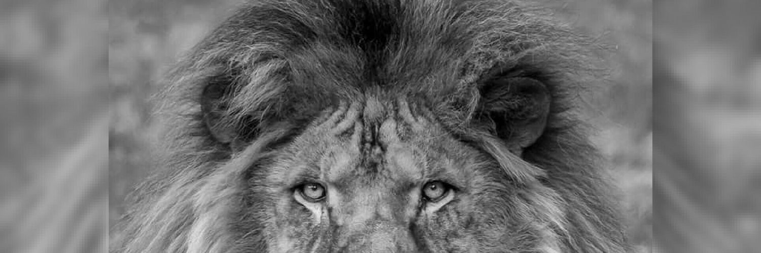CoinS_S's profile banner image
