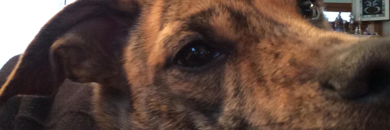 Snortwood's profile banner image