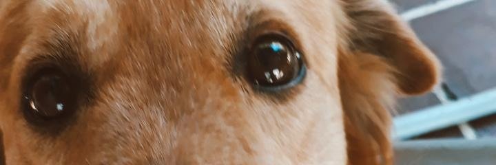 valenchiarelli1's profile banner image