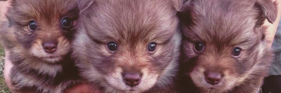 dazbobspitz's profile banner image
