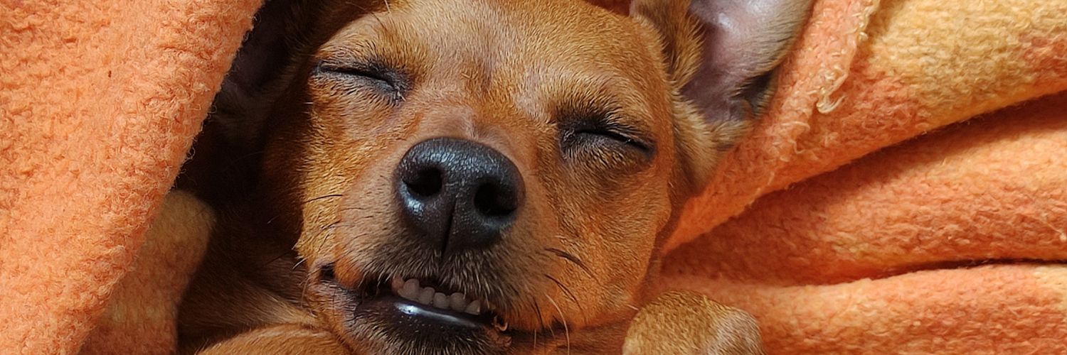 maria 👠🦖🤍 banner