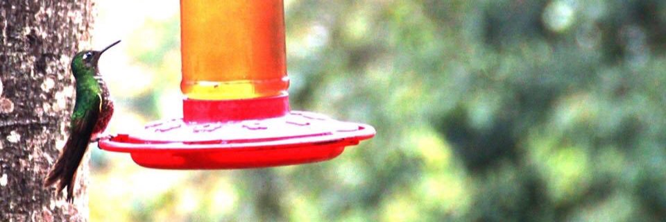 George ©️hilton banner