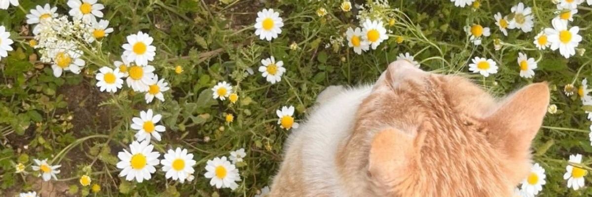 _bmoralesr's profile banner image