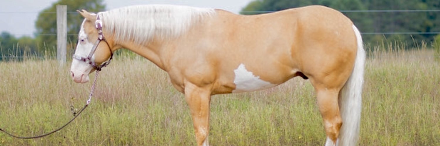 katelynels's profile banner image