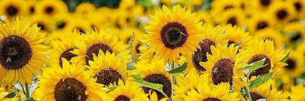 moron_anna Profile Banner