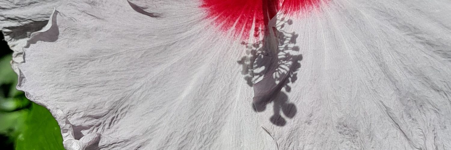 aimeecases's profile banner image