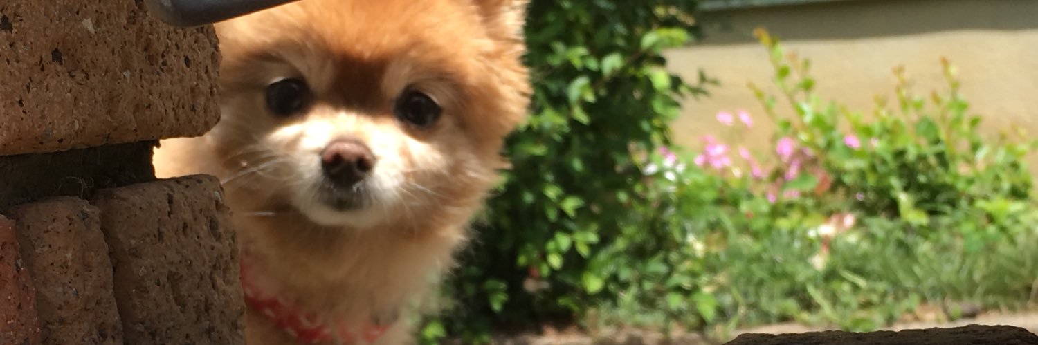 maaamechan7's profile banner image
