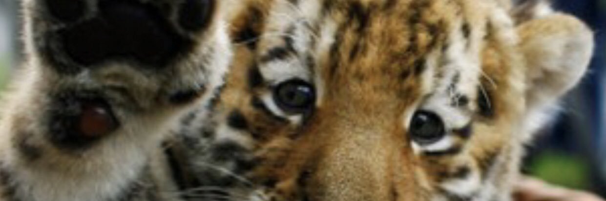 freedom0886's profile banner image