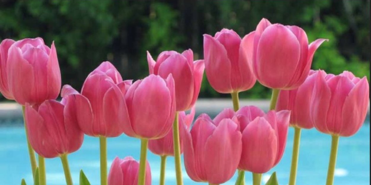 Steph_Housand's profile banner image