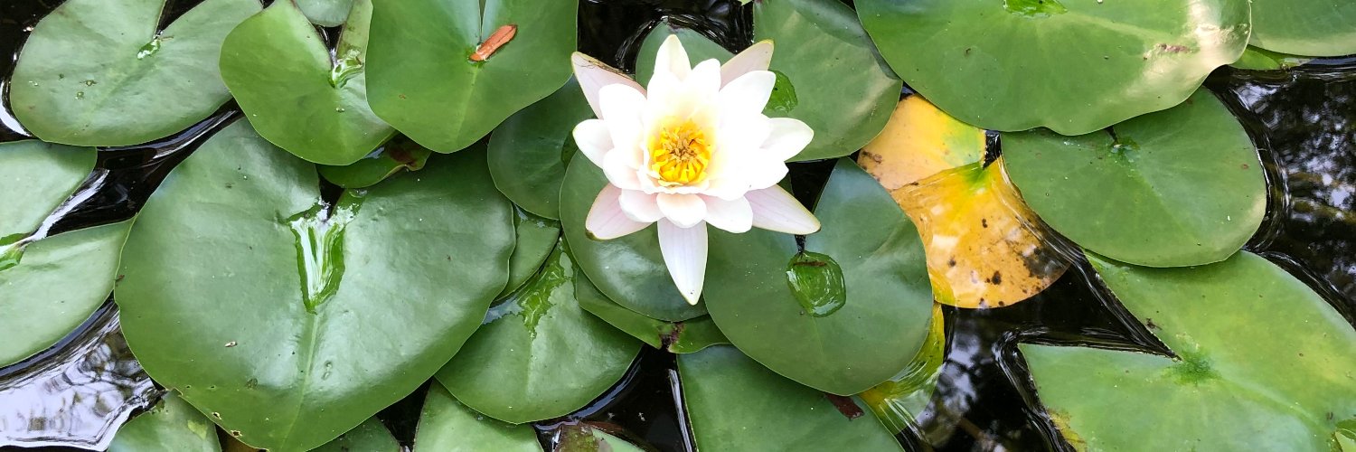 Beth Davis-Berg banner