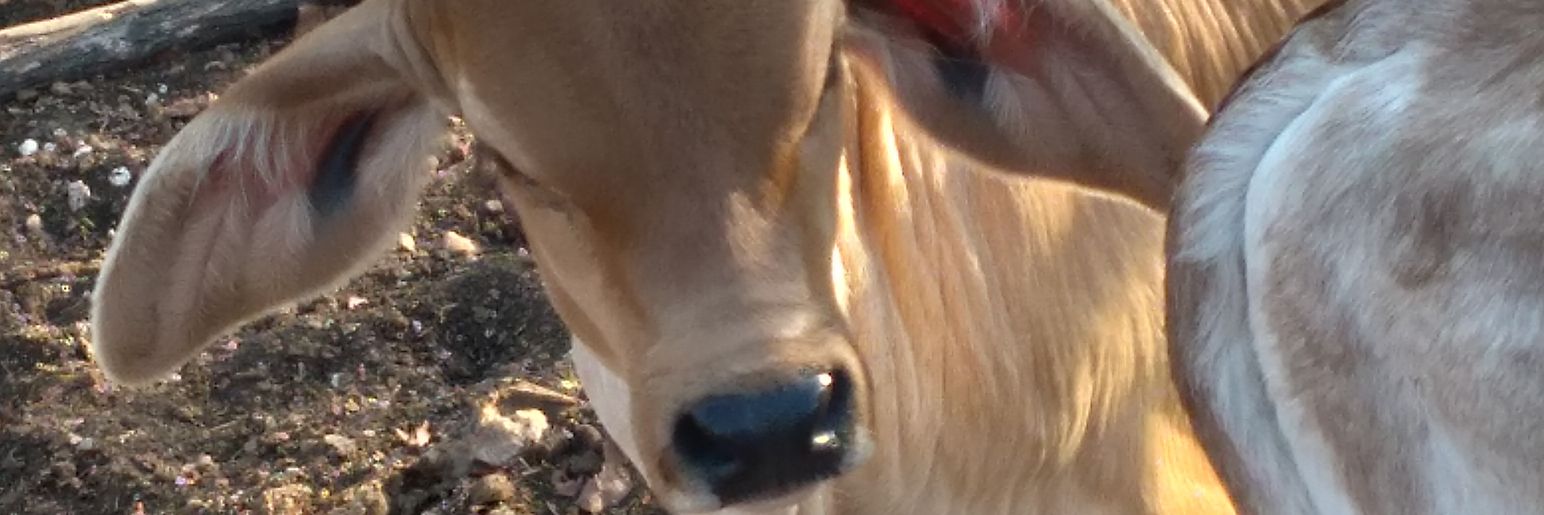 kabolionslayer's profile banner image