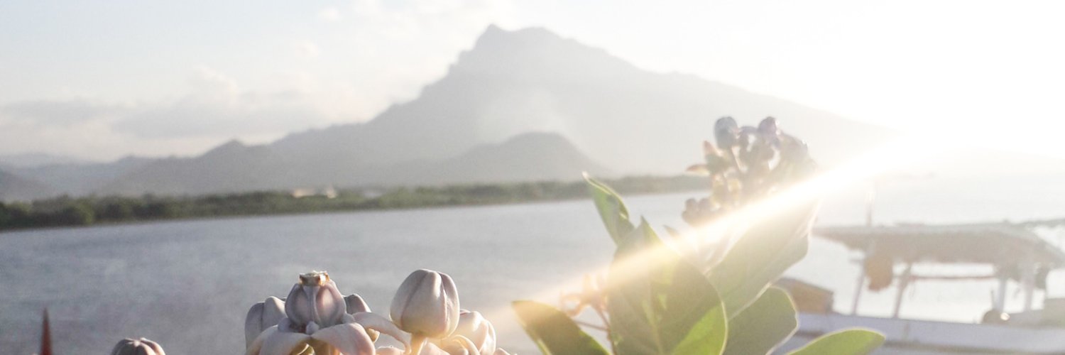 chichiripa's profile banner image