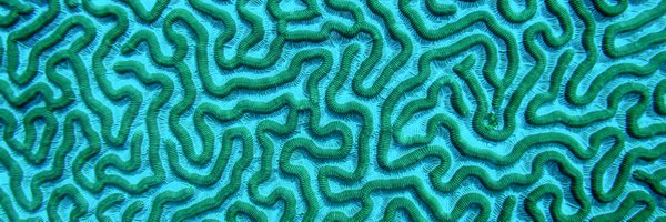 MicrobiaLoop Profile Banner