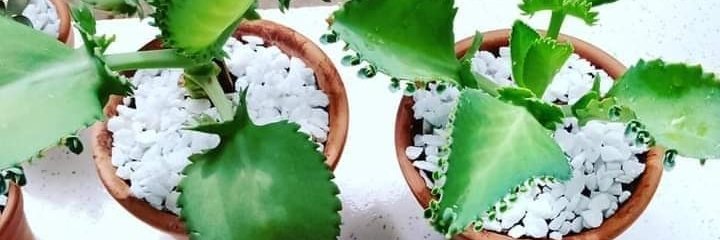 🇧🇷Mara Confiando Sempre em Deus..!🇧🇷 banner