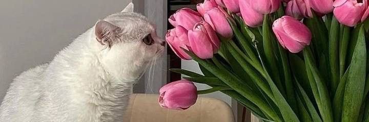 sunflowrish_'s profile banner image