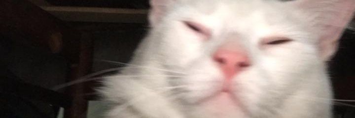 Lucaascasale's profile banner image