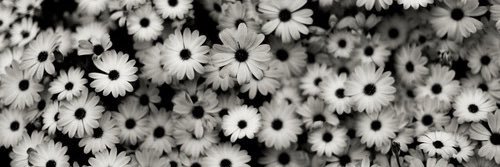 Feer_Amaral's profile banner image