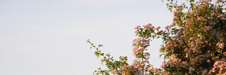 catkiidd's profile banner image