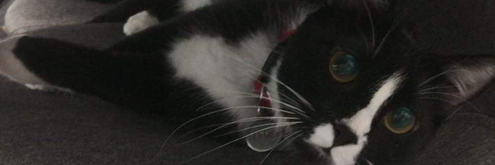 the little cat lady banner