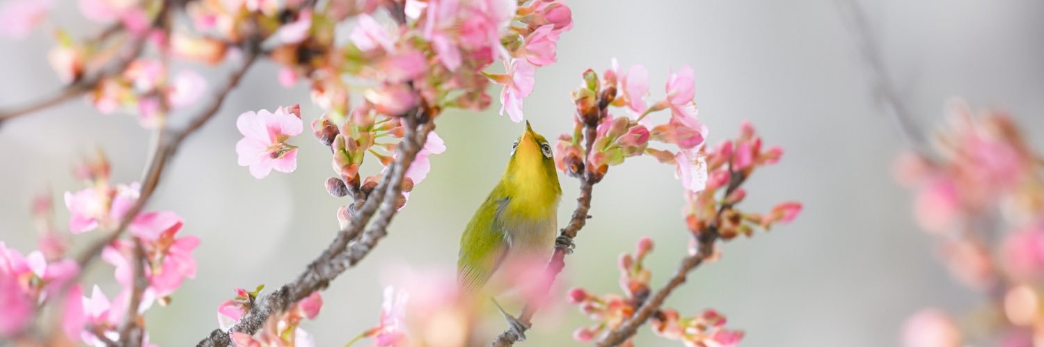 ロボはむ🐹📸 banner