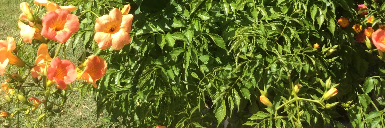 laffont9's profile banner image