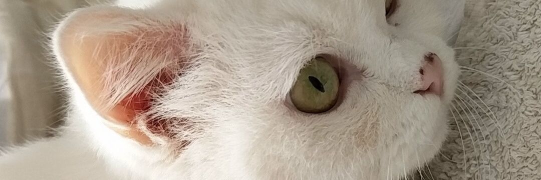 Alex Sanz Pérez banner