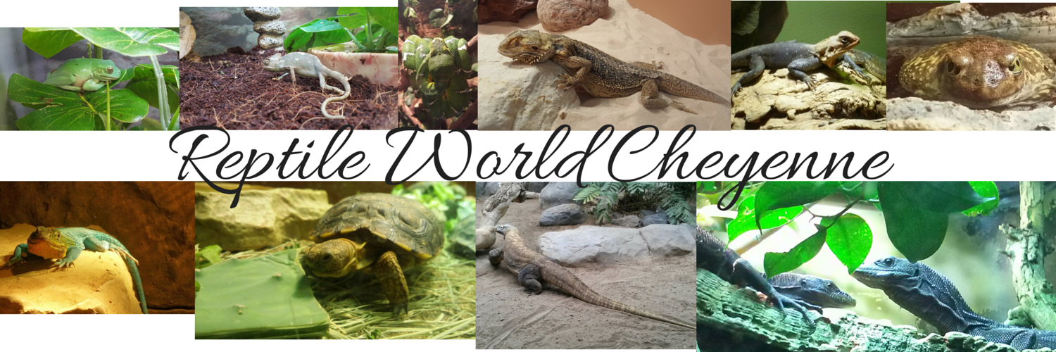RepWorldCheyenn's profile banner image