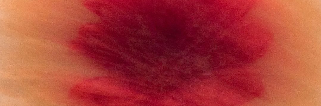 Pieridice's profile banner image