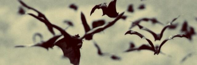 _devfrank's profile banner image