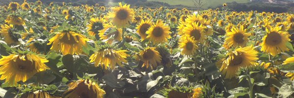 FernL_NTW Profile Banner