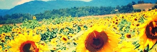 Srathel's profile banner image