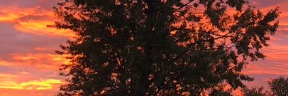 Mary Blake Rose banner