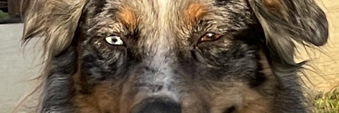 Lizzyb banner