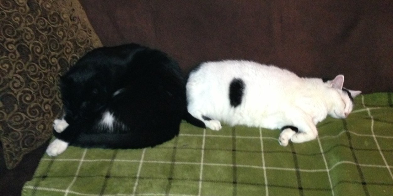NewfieCatLady's profile banner image