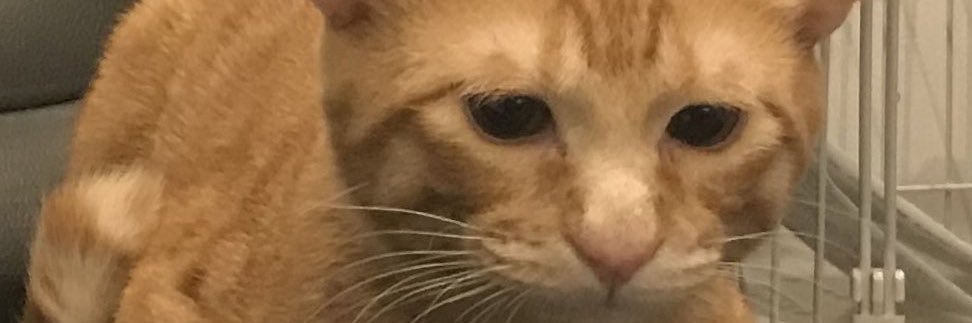 0iz_X's profile banner image