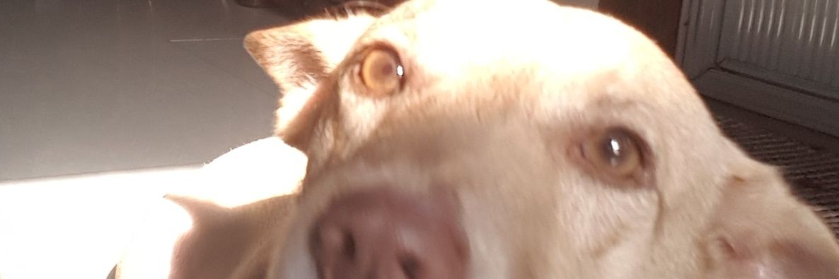 yourreignbowww's profile banner image