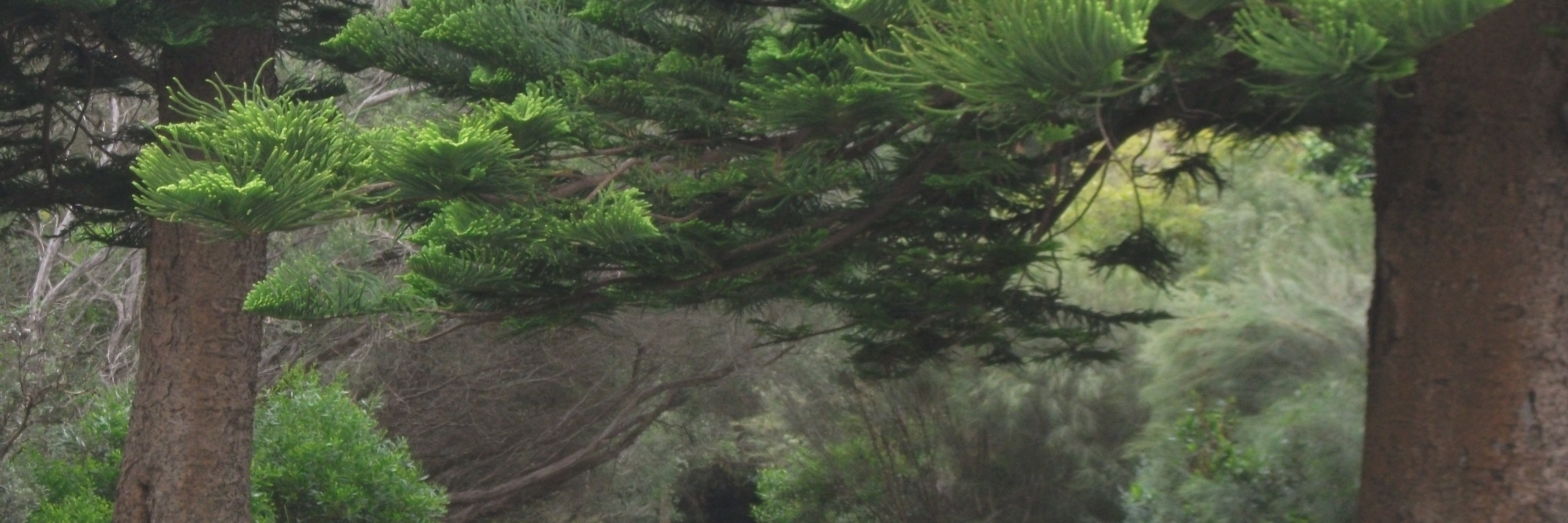 DianMBridge's profile banner image