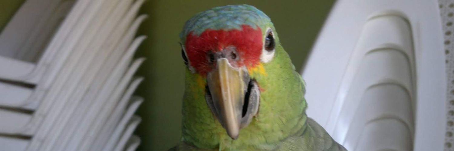 Octavidpicadp's profile banner image