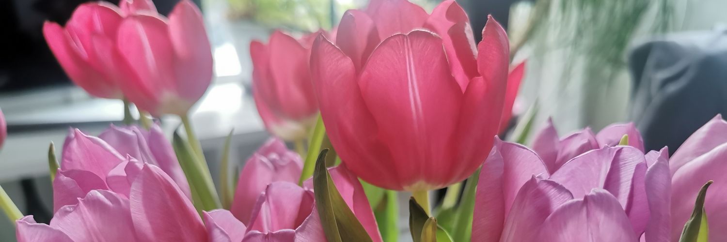 anneautio's profile banner image