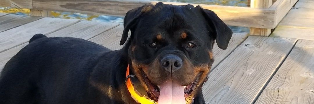 LashesBeWonky (Pinky Jean) banner