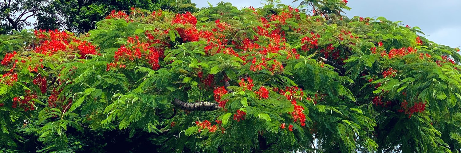 sujitasharma01's profile banner image