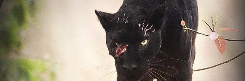 ctionjackson_'s profile banner image
