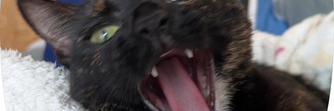 amelieee_____'s profile banner image