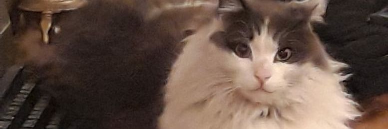 biluffo's profile banner image