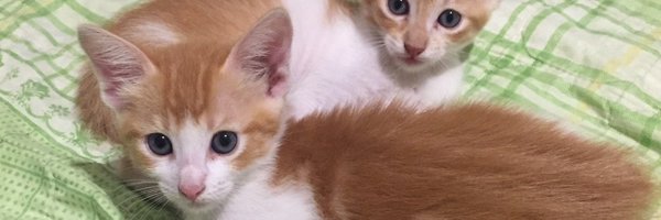 gatoencerrado2 Profile Banner